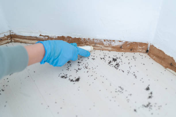 Best Ant Control Services  in Pleak, TX